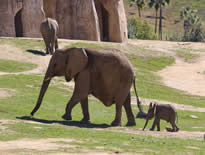 San Diego Safari Park